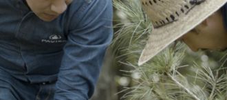 REFORESTACION_PAVISA